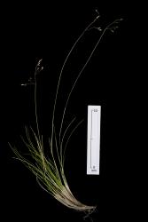 Image: Kerry Ford © Landcare Research 